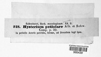 Hysterium petiolare image